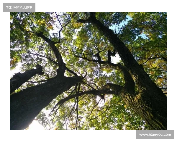 《笑傲江湖新手卡激活及快速入门全攻略轻松开启江湖之旅》 《笑傲江湖新手卡激活及快速入门全攻略轻松开启江湖之旅》